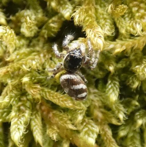 Salticus scenicus